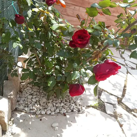 Filuvespri *